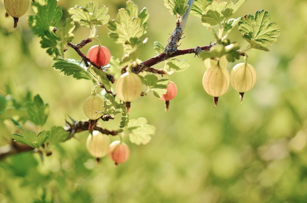 How to grow gooseberries from seed