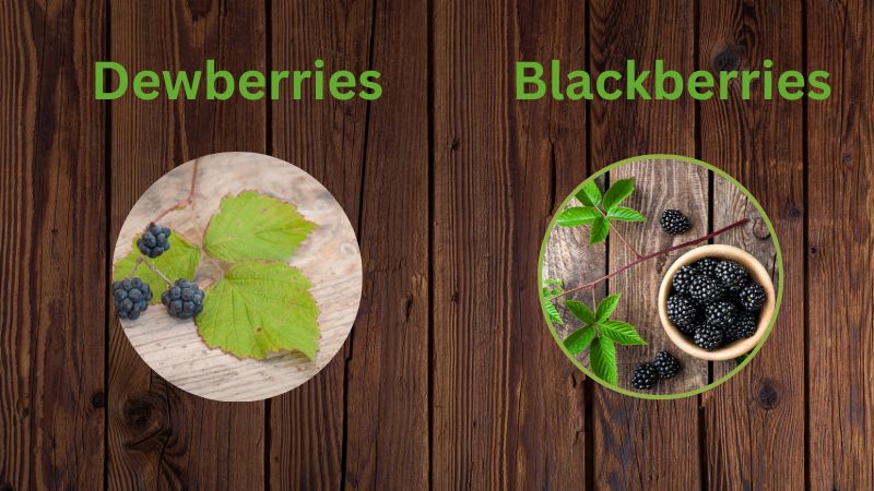 Dewberries vs blackberries differences