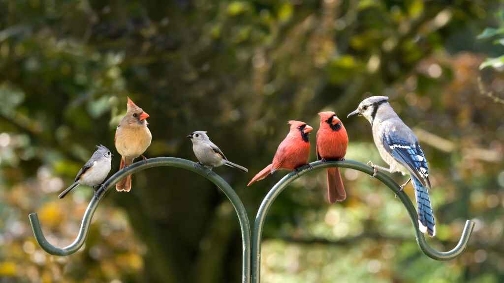 Birds looking for berries