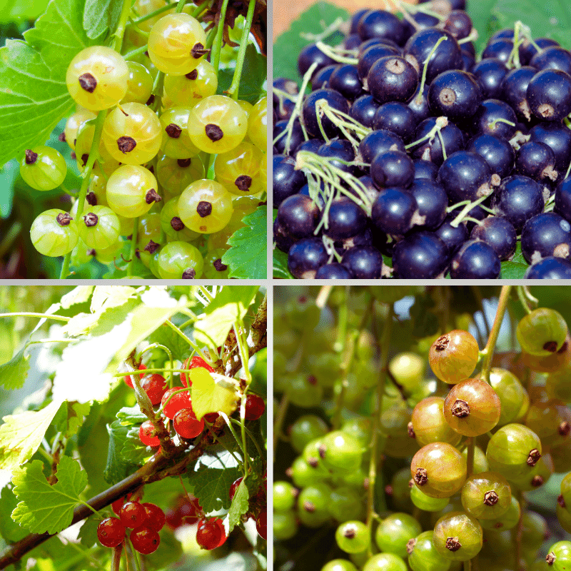 Types of currants