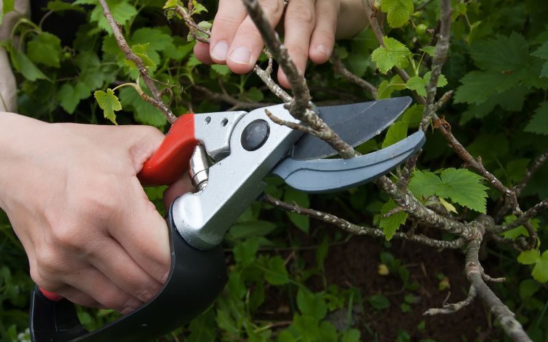 Pruning a currant