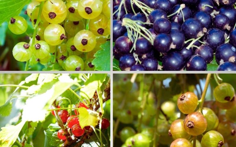 Types of currants optimized