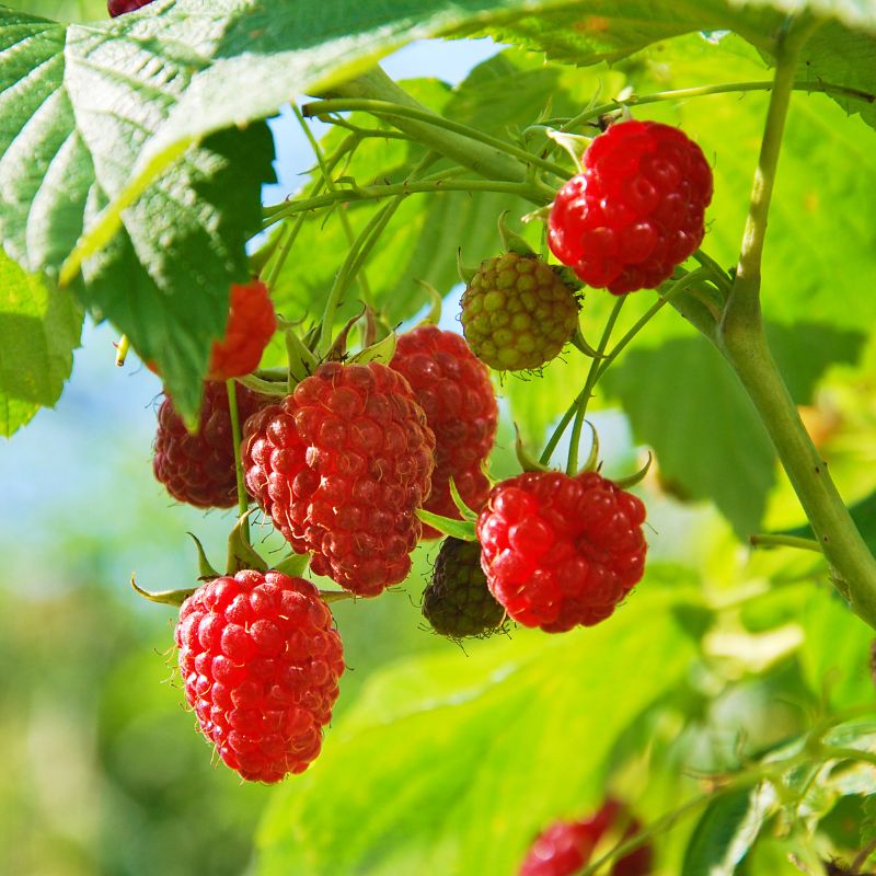 How to grow raspberries from seed home
