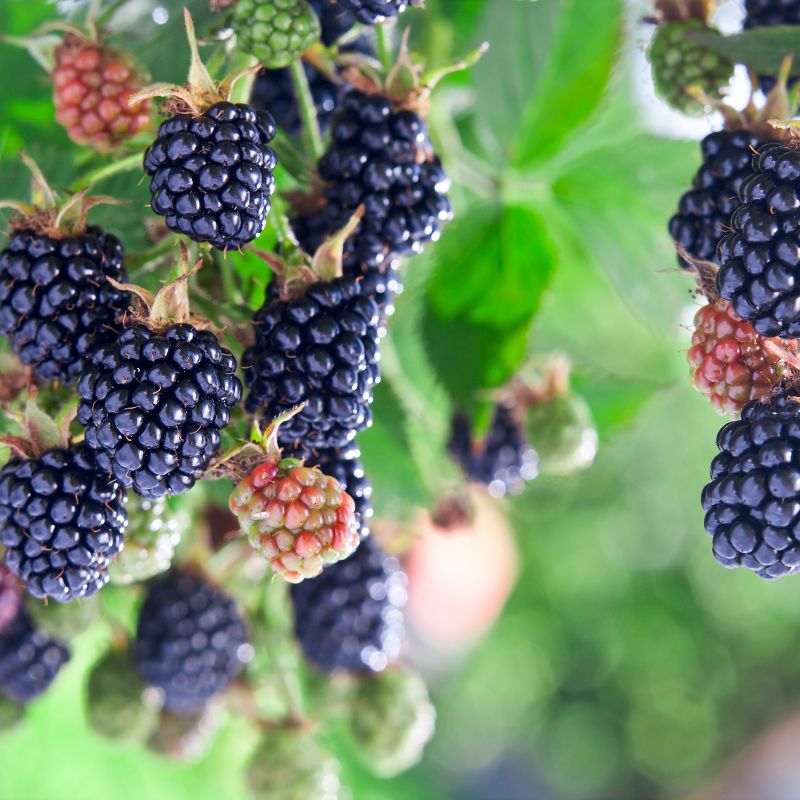 How to grow blackberries from seed home