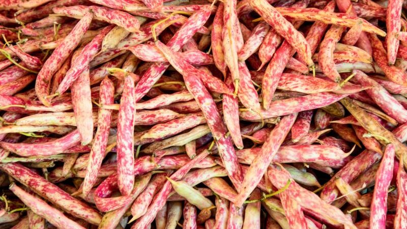Cranberry beans pods category