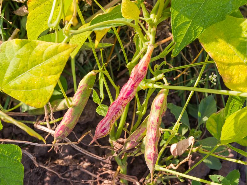 Growing cranberry beans