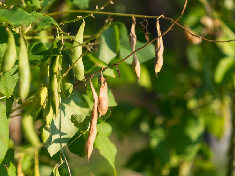 Red Kidney beans pods