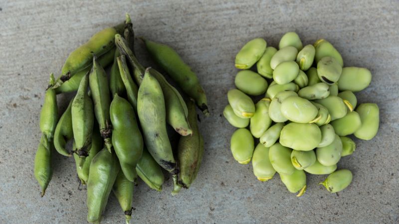 Lima beans pods