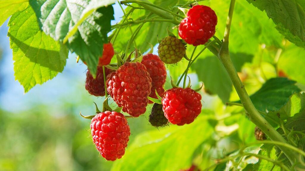How to grow raspberries from seed home page