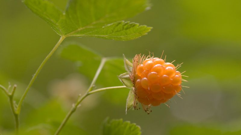 Salmonberry growing from a bush