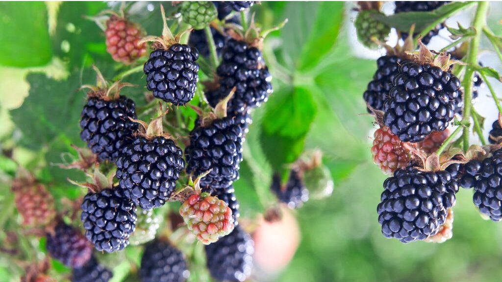 How to grow blackberries from seed