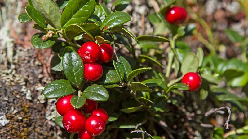 Red cranberries in a shrub