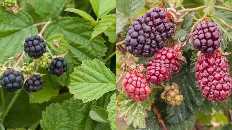 Dewberries vs Blackberries comparison