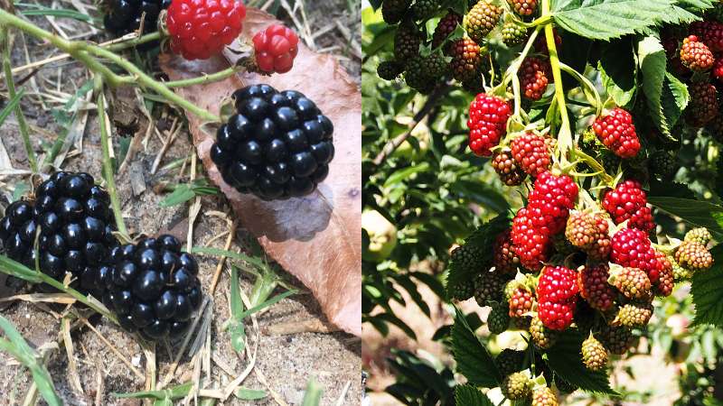 Dewberries vs blackberries growing habits