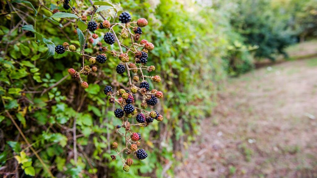 Growing Blackberries outdoors