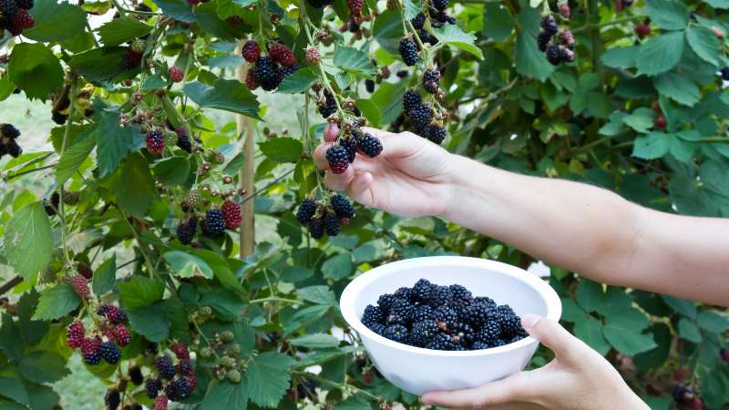 Harvesting blackberries from a plant